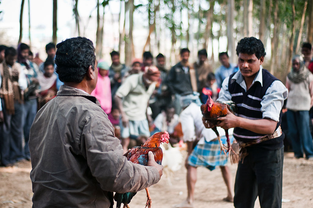 cockfighting india death