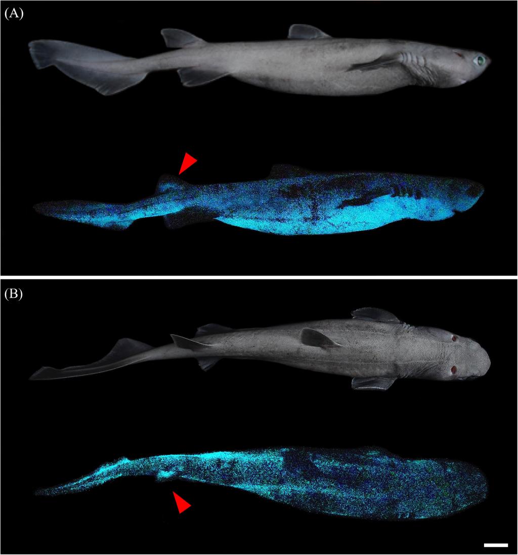 Check Out the First-Ever Photos of Glow-in-the-Dark Sharks