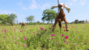 Two baby goats frolic through a green field dotted with pink flowers on a sunny day