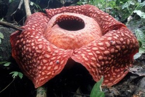 Rafflesia flower