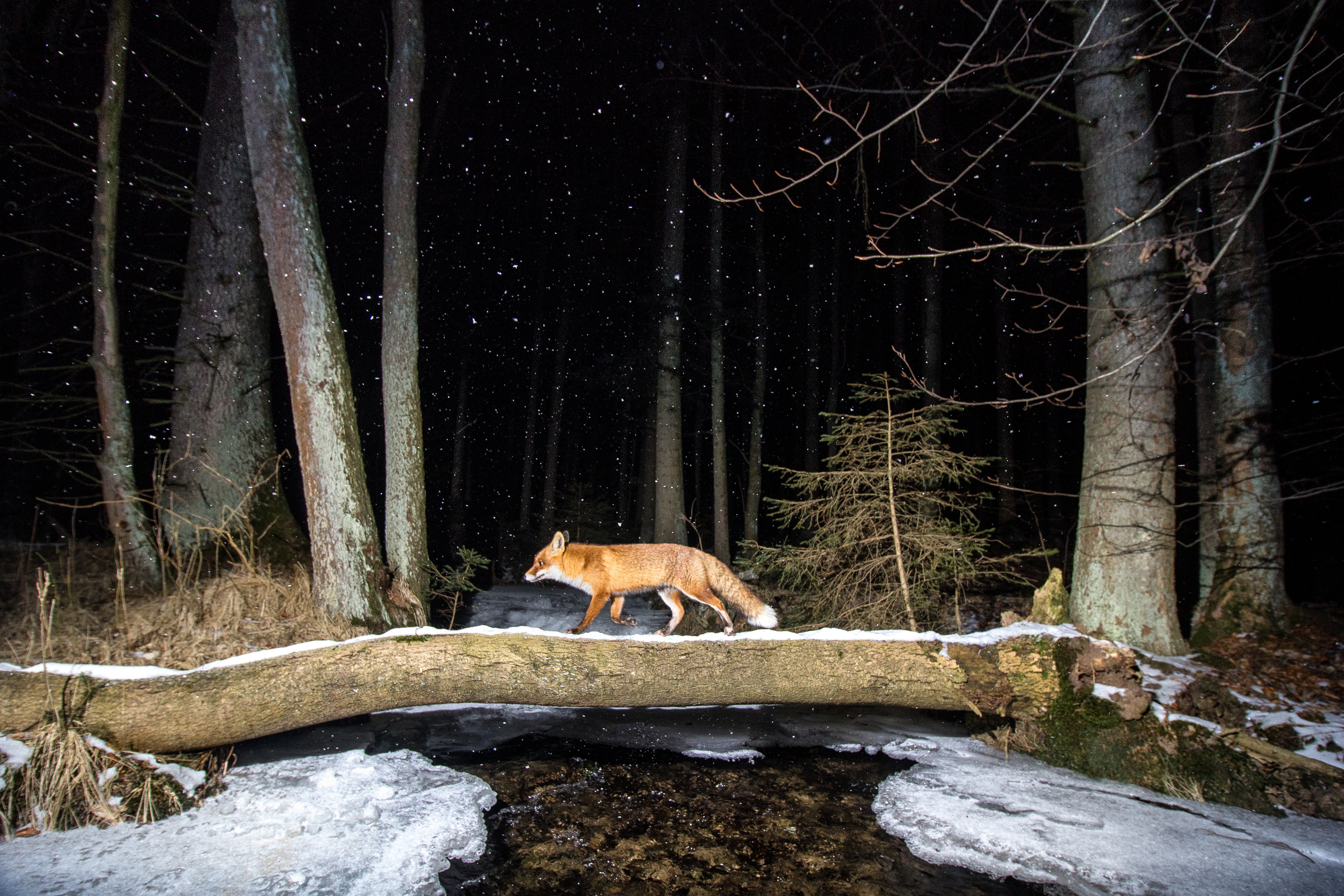 A fox climbs walks over a snow-coated log