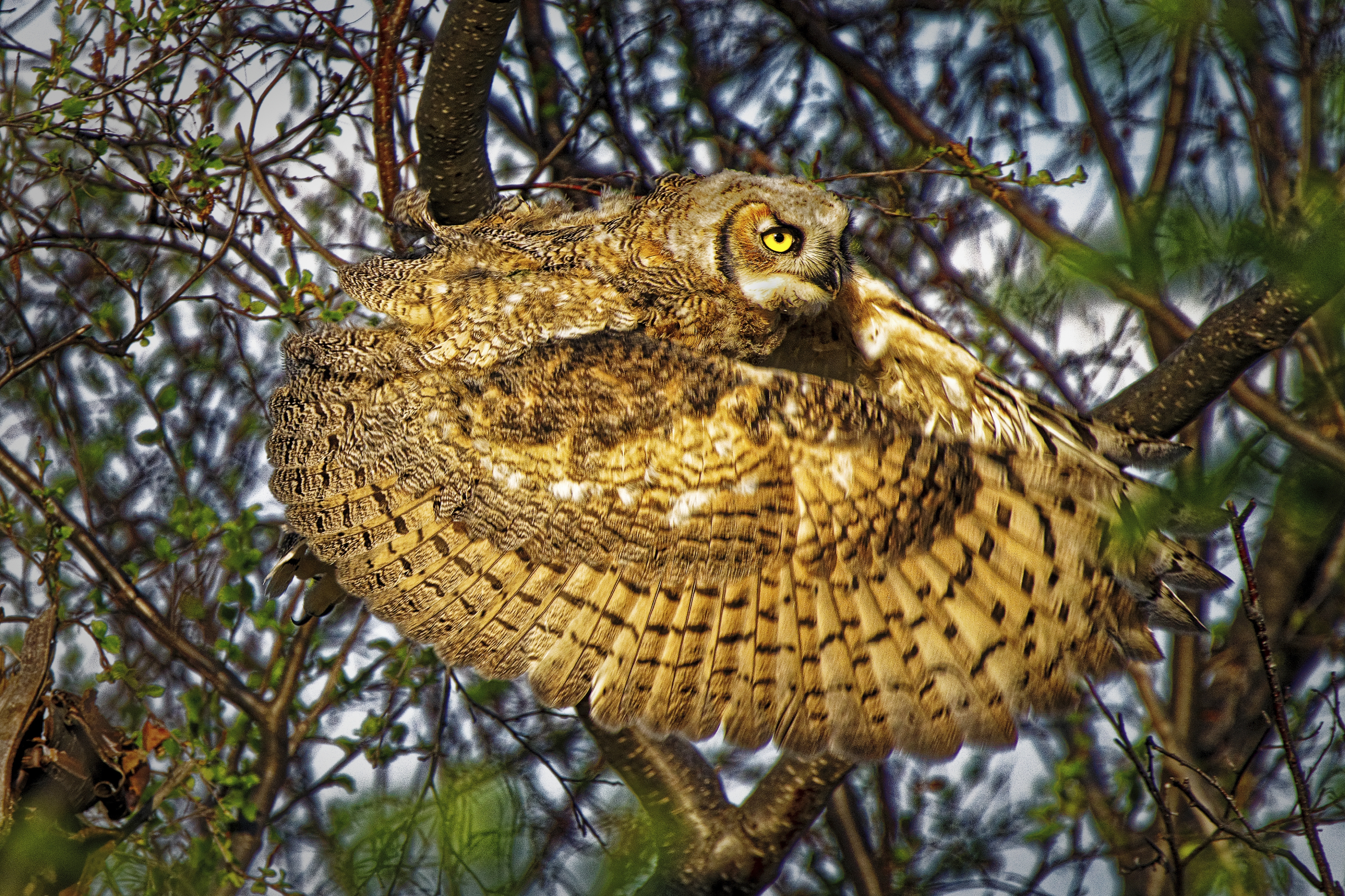 A great horned owl perched up in a tree