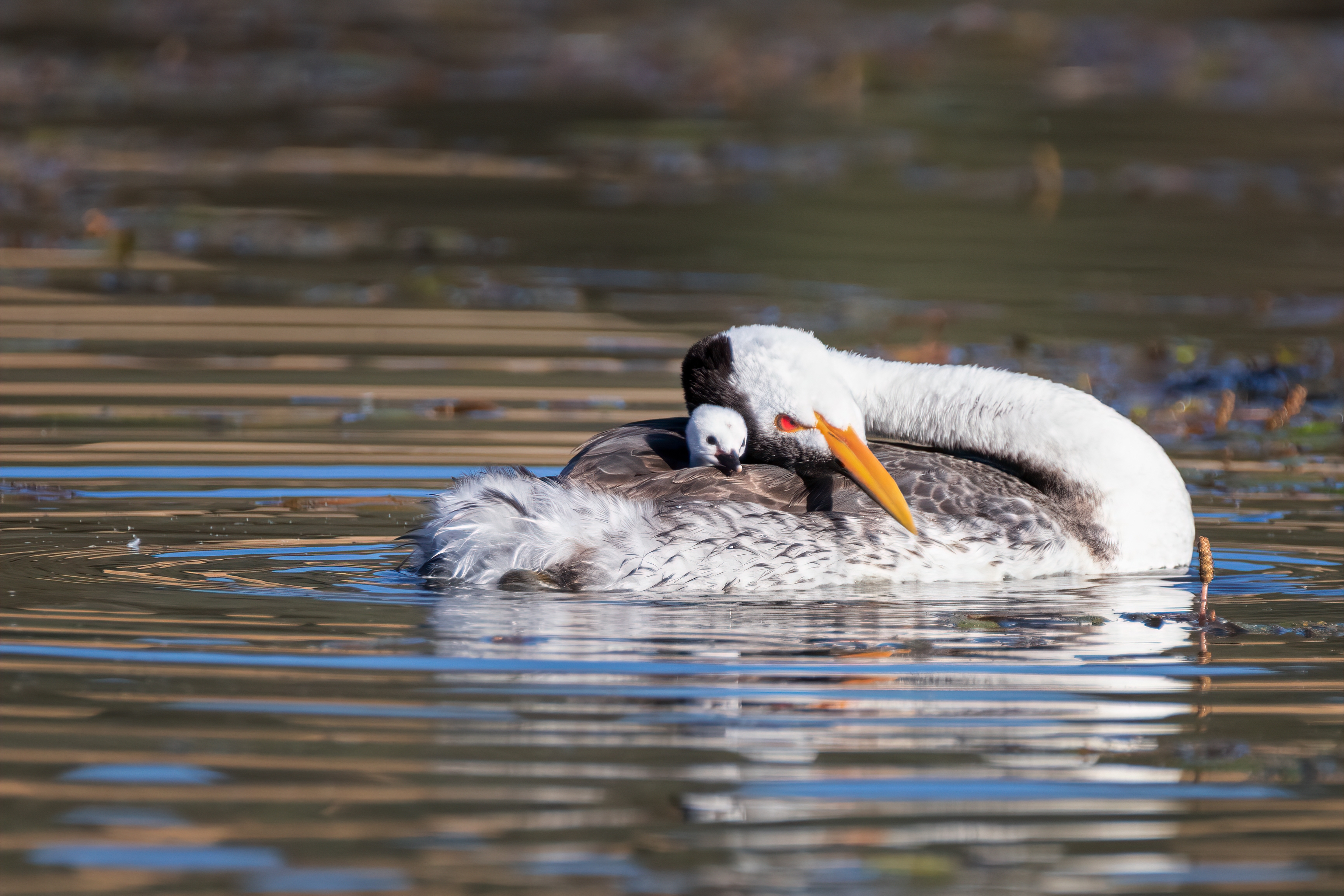 A Clark's grebe snuggles with her newborn chic