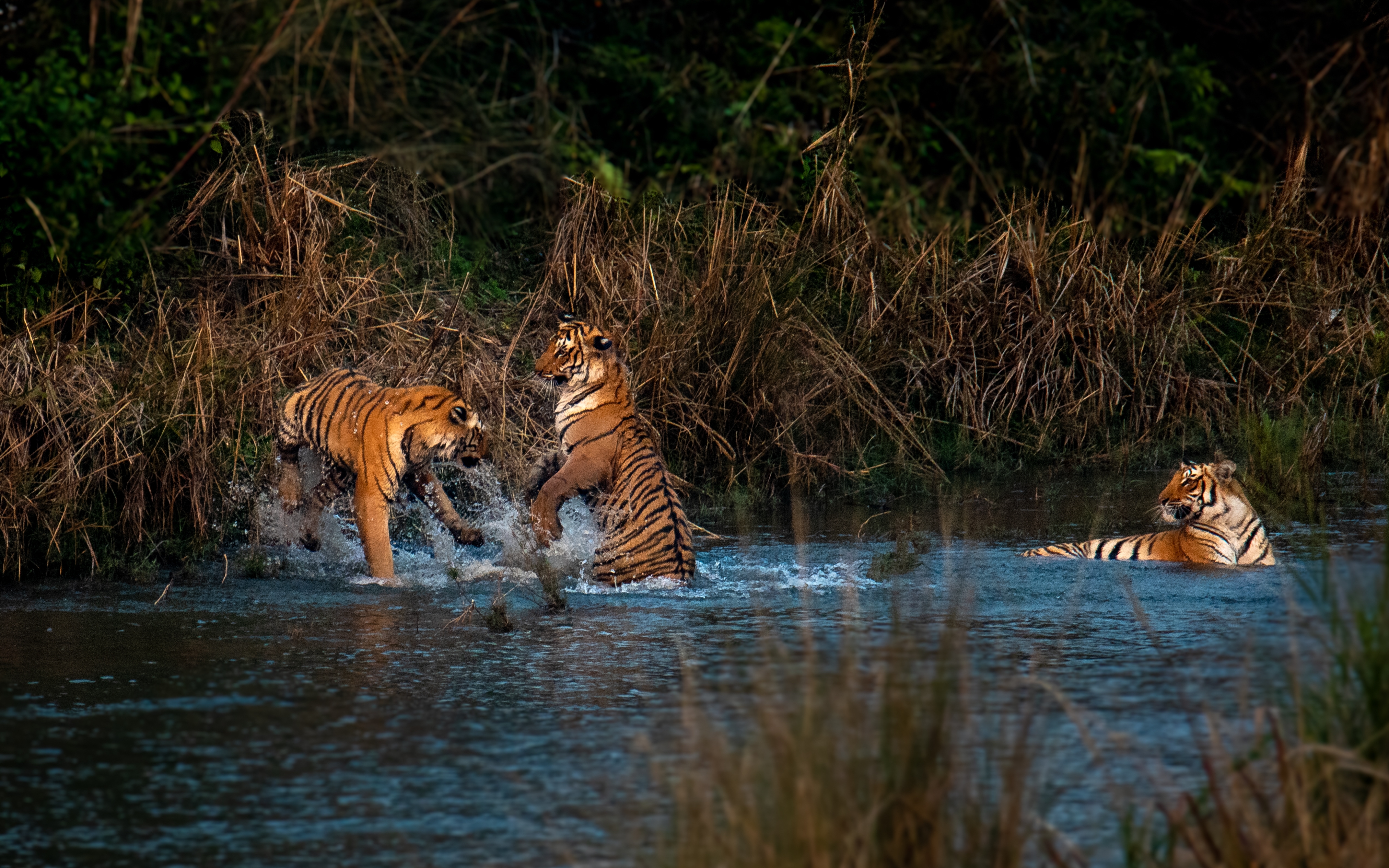 picture of three tigers playing in the water