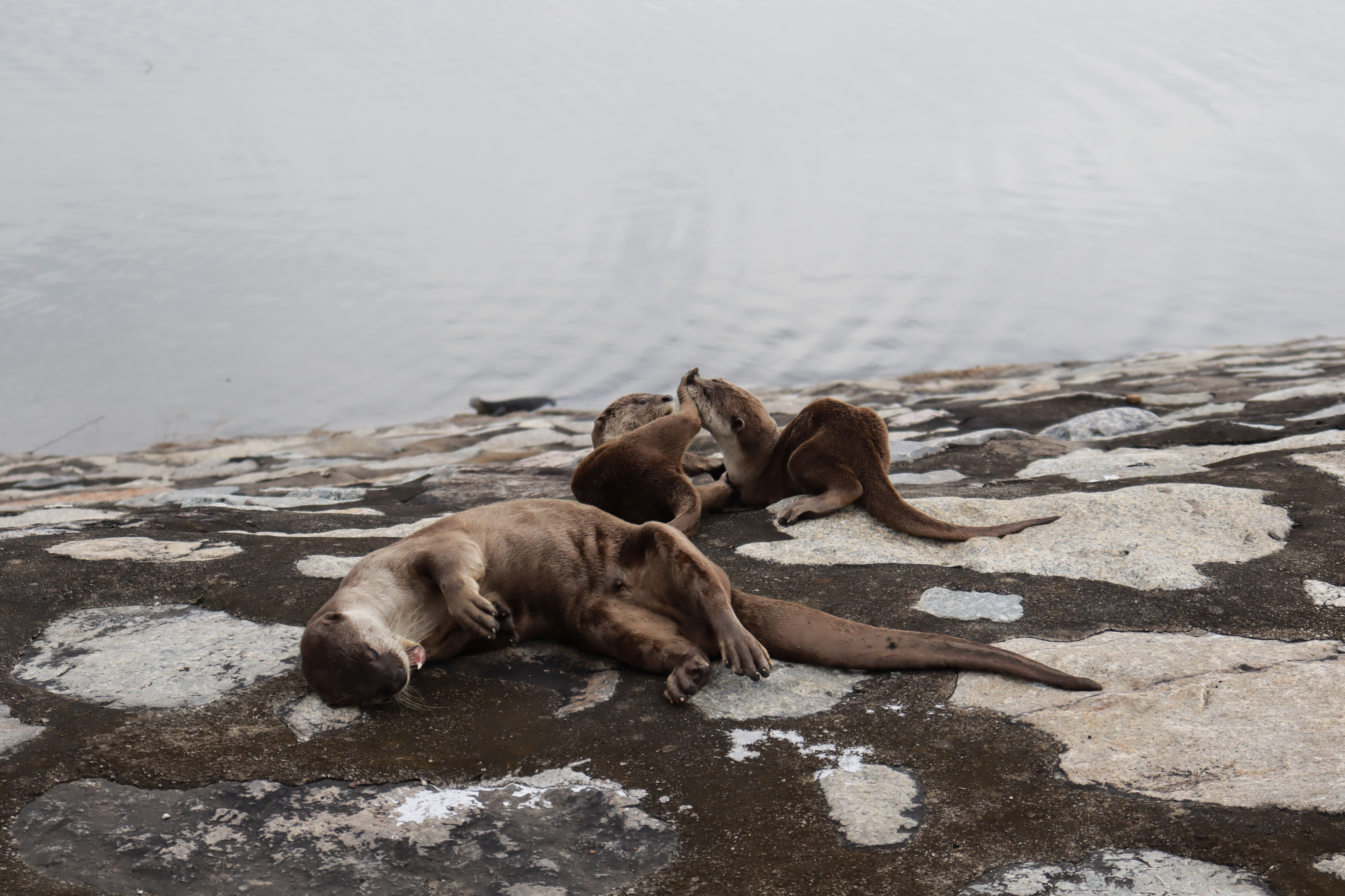 Two smooth-coated otter pups