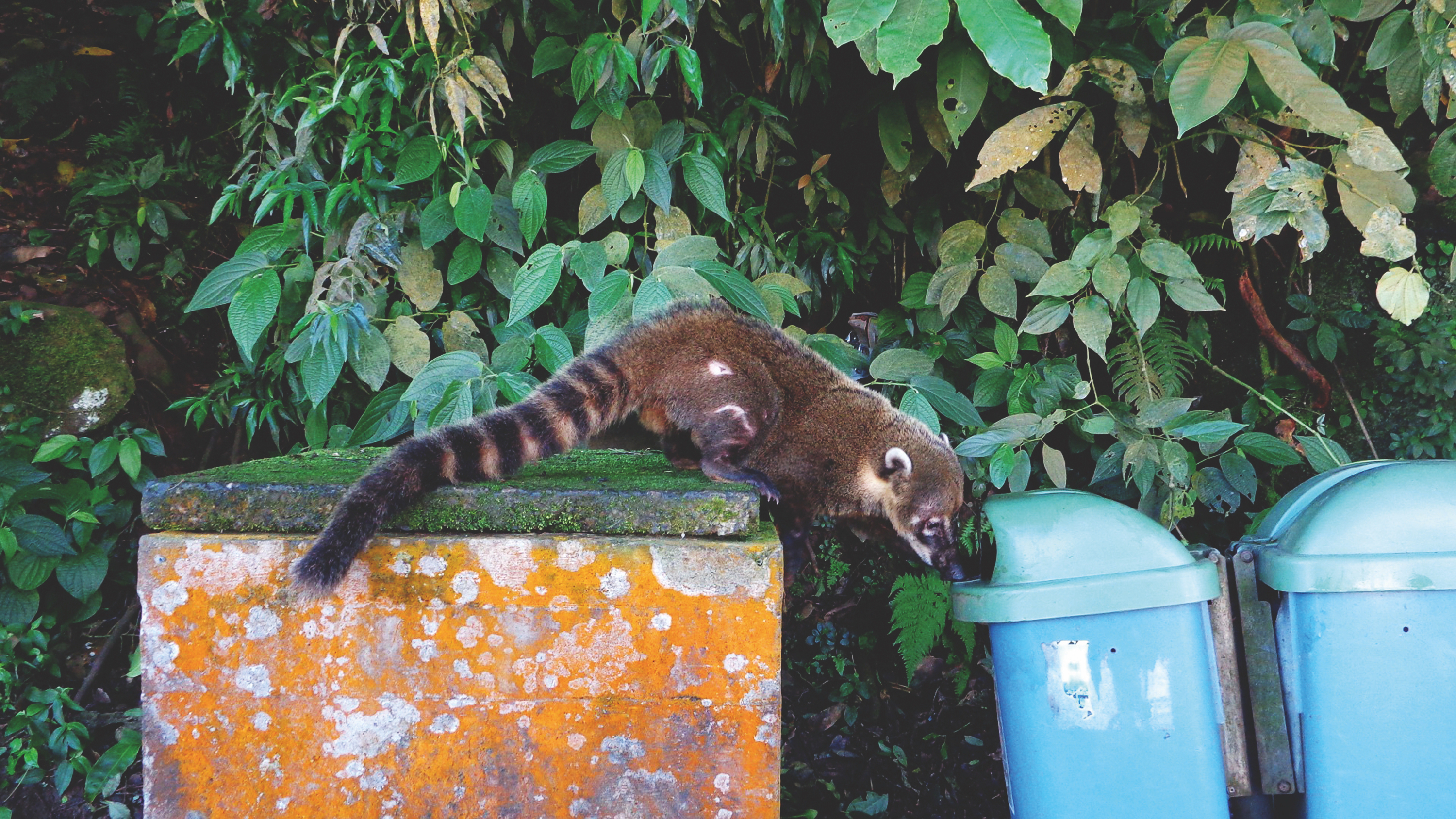 A coati reaches for a dustbin in National Park of Foz do Iguaçu, Brazil