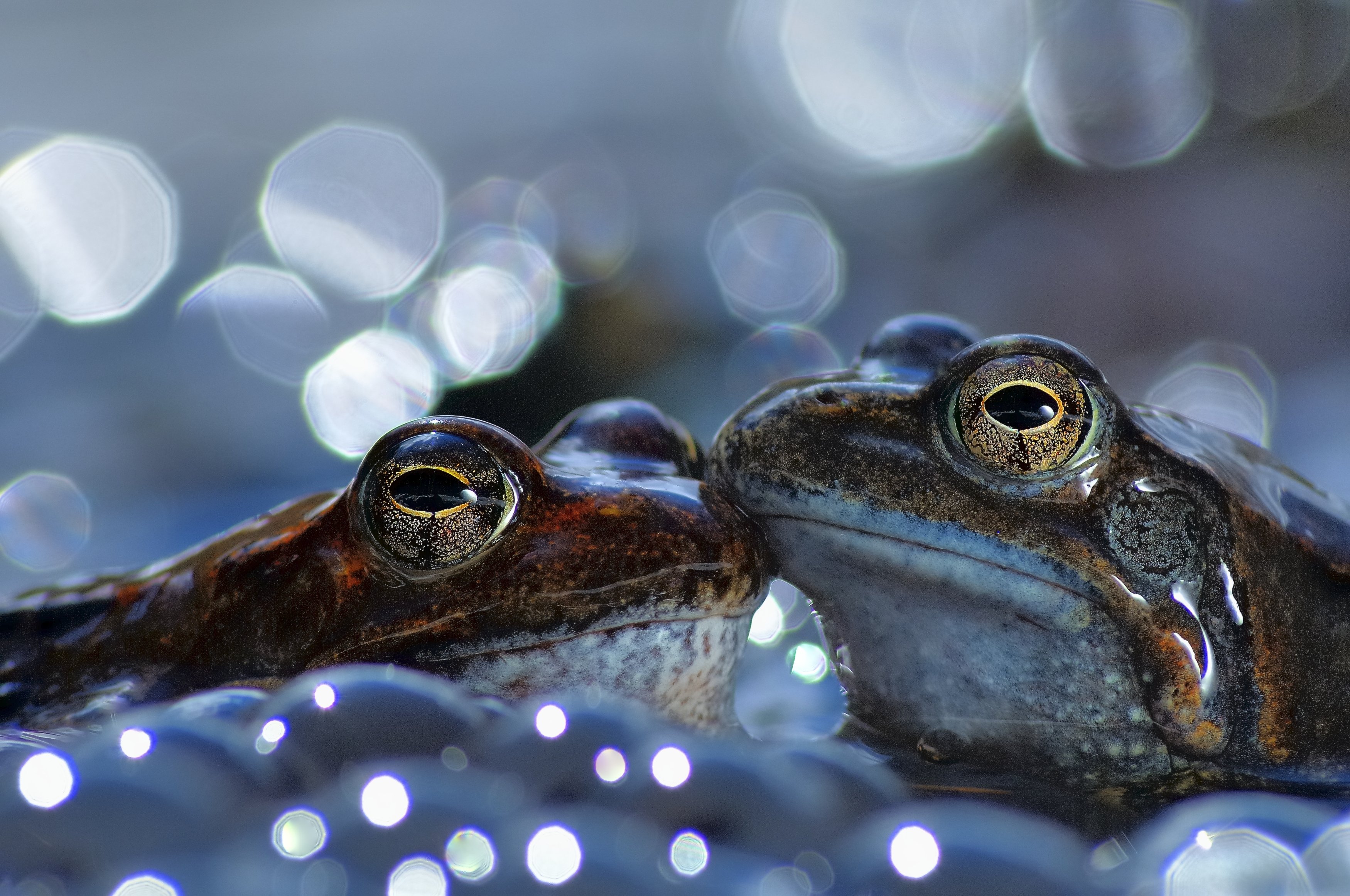 Two European common brown frogs in Aveto Regional Natural Park, Italy.