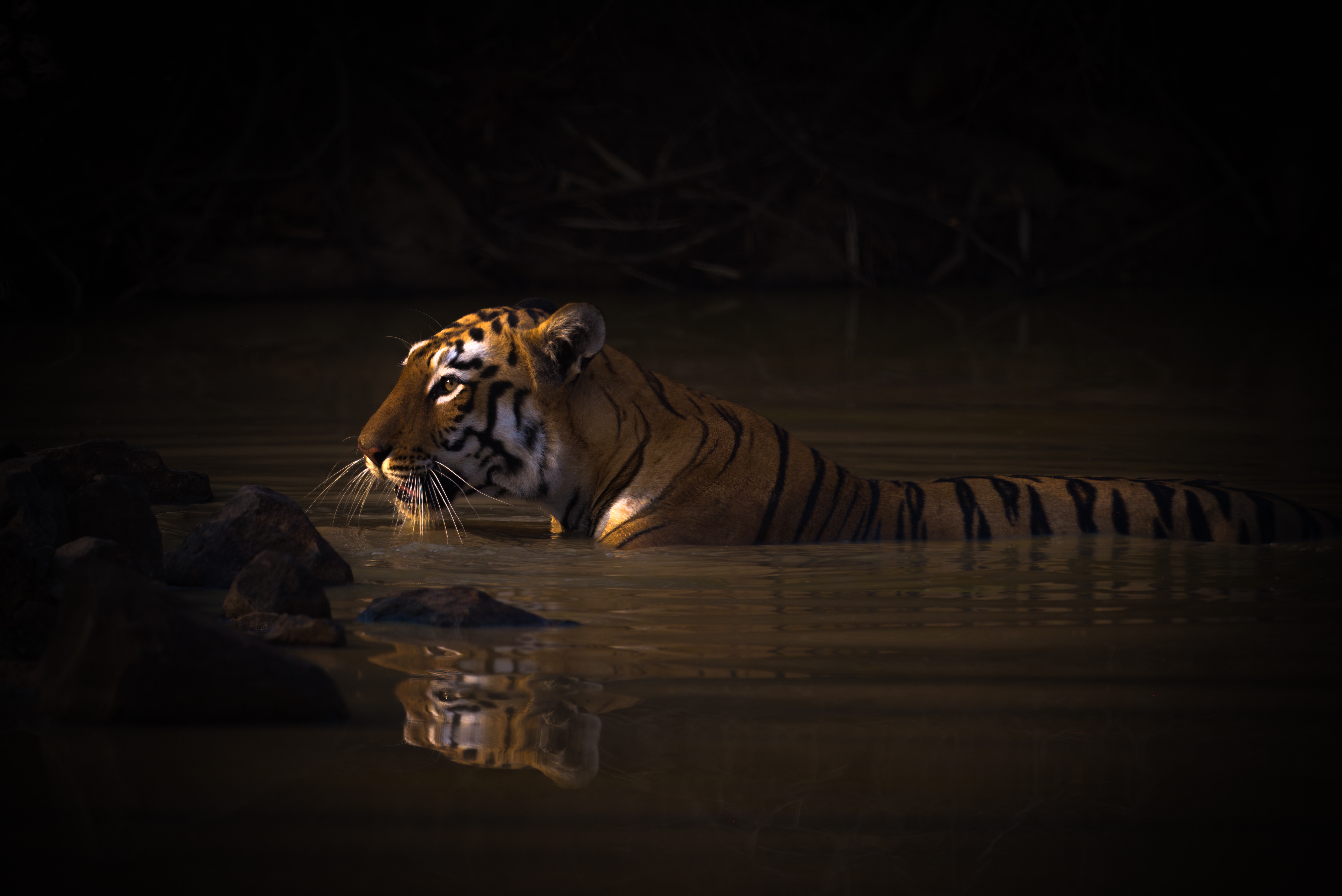 tigeress in the water facing a source of light