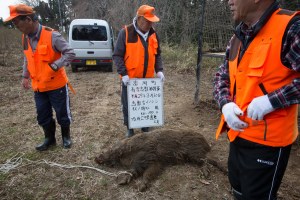 fukushima toxic pigs hunters