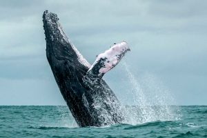 Ballena saliendo del agua