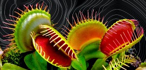 Venus Flytraps Have Magnetic Fields Like the Human Brain