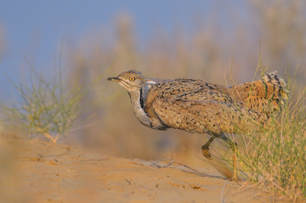 A Rare Desert Bird Will Soon Become Extinct Because of Politics