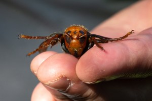 A sample specimen of a dead Asian Giant Hornet from Japan, also known as a murder hornet, is shown by a pest biologist from the Washington State Department of Agriculture.