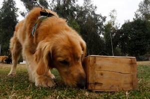 Covid-19 Sniffing Dog