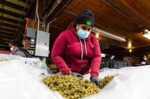 A worker collects hemp flowers for processing at Hempire State Growers farm in Milton, New York, U.S., on Wednesday, March 31, 2021.