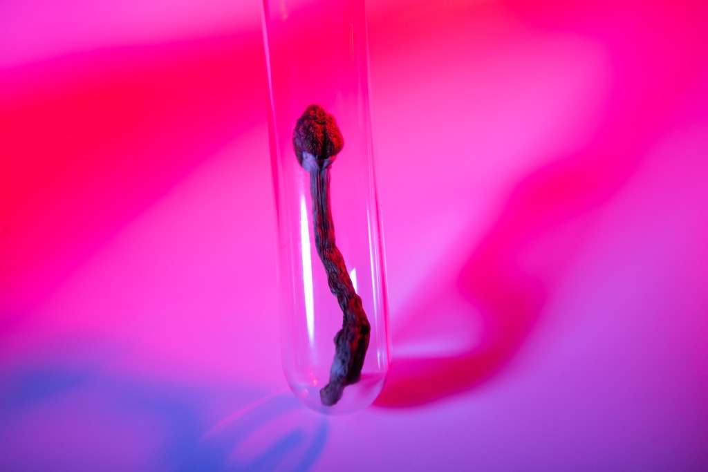 A magic mushroom in a glass vial.