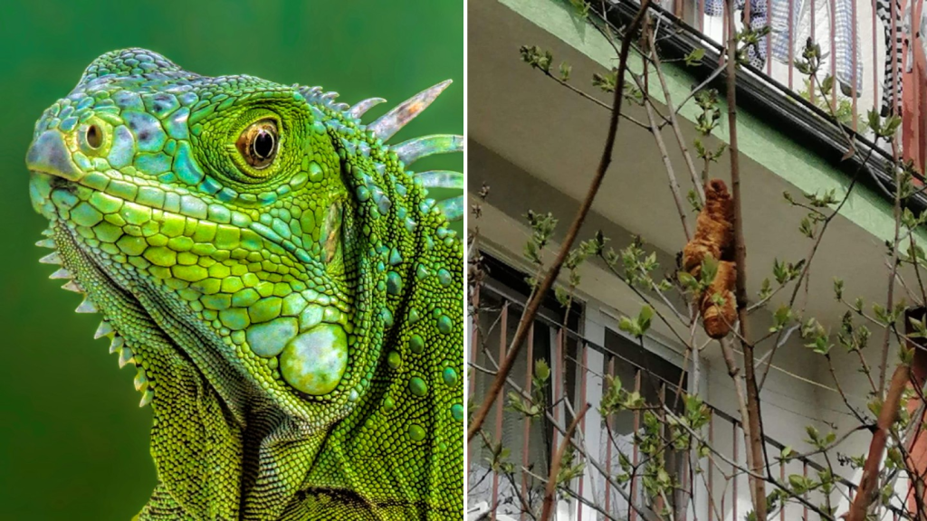 A 'Runaway Iguana' That Terrified Locals Turned Out to Be a Croissant in a Tree