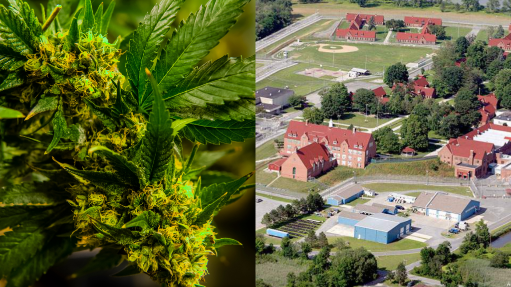 Chicago-based Green Thumb is getting massive tax breaks to build a weed "campus" in New York.