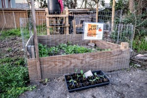 A bed of green vegetables with a sign that says "free plants," part of the Lobelia Commons decentralized gardening project in New Orleans