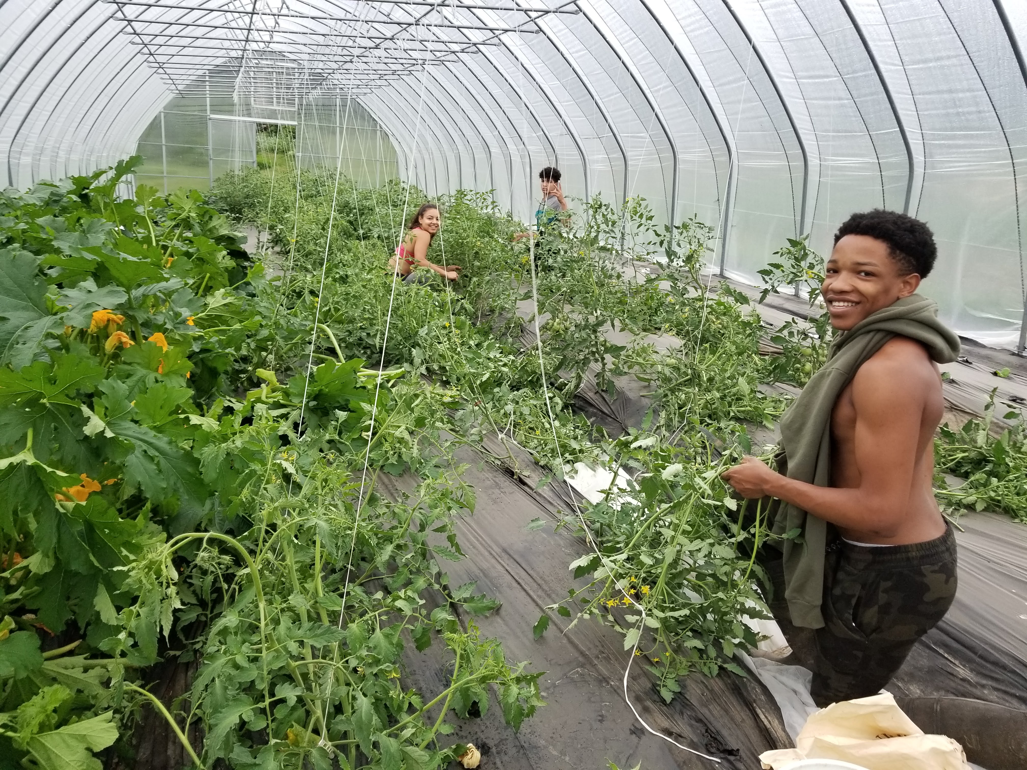 Three people prune tomato plants in a greenhouse