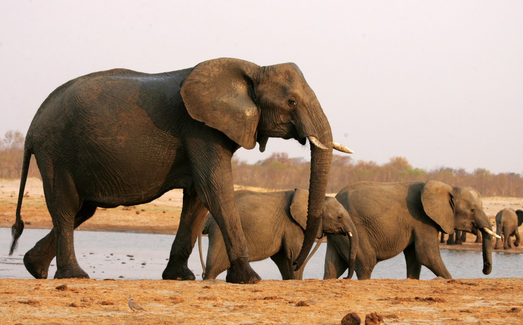 Herd of elephants at the Hwange National Park. Photo: JEKESAI NJIKIZANA/AFP via Getty Images