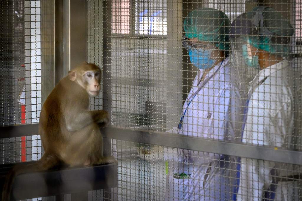 A laboratory monkey at the National Primate Research Centre in Thailand. Thai scientists have begun testing a COVID vaccine on monkeys. Photo: Mladen ANTONOV / AFP