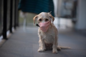 A dog wearing a facemask in Buenos Ares, Argentina on April 29, 2020. In Chile, a vet has been fined for using dog vaccines on humans to prevent the coronavirus.