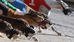 greyhound racing