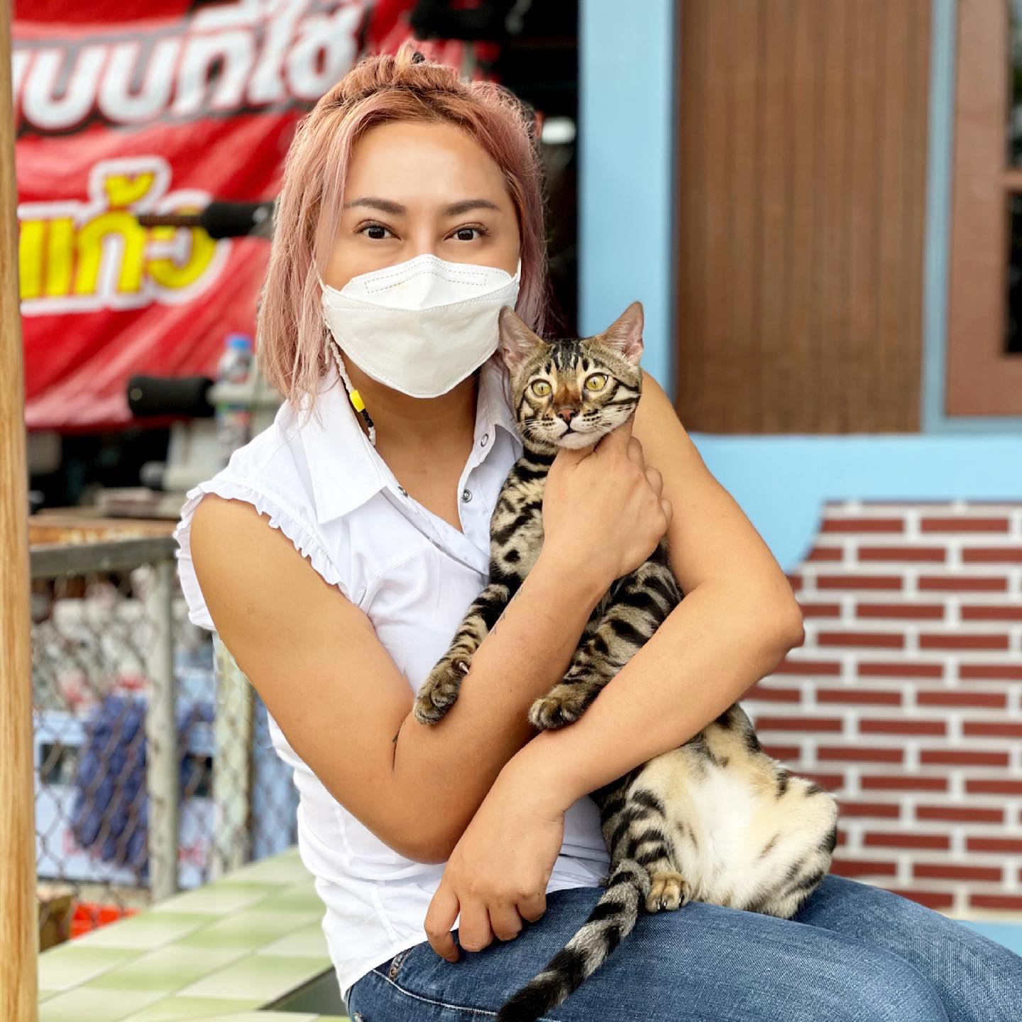 cats seized in thailand drug raid find new home