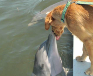 dog dolphin photo viral twitter