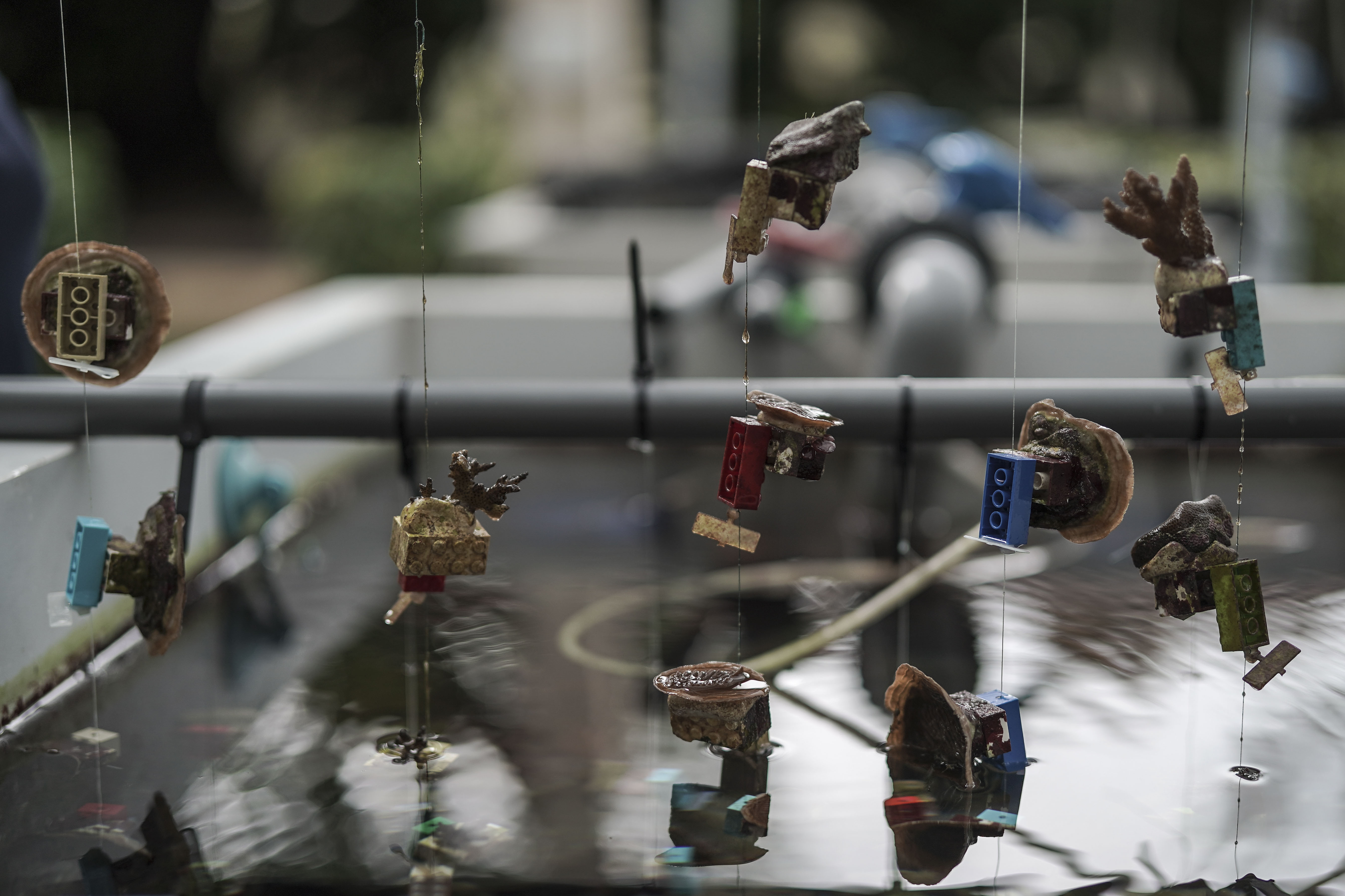 Coral attached to Lego pieces are suspended on fishing lines. PHOTO: WALLACE WOON