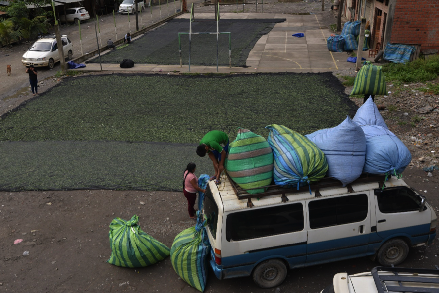 Los “taques”, las bolsas grandes de hoja de coca, están listos para ser transportados a la ciudad de La Paz, la mayor forma de generar ingresos a las familias campesinas. Comunidad de Chamaca, La Asunta.