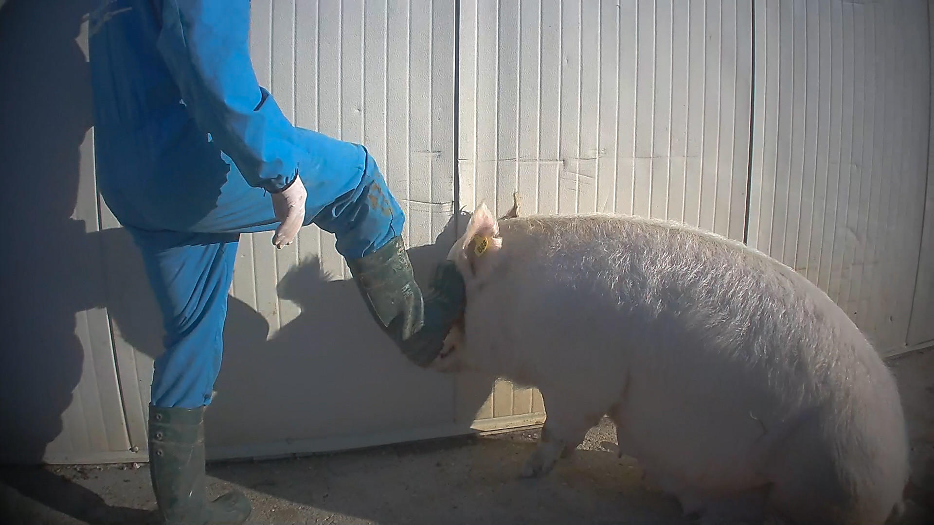 Esseri Animali – Man in overalls pushes his boot into the face of a pig in front of a white wall