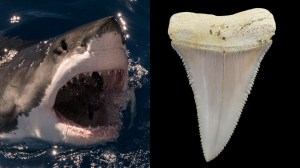 great white shark and tooth