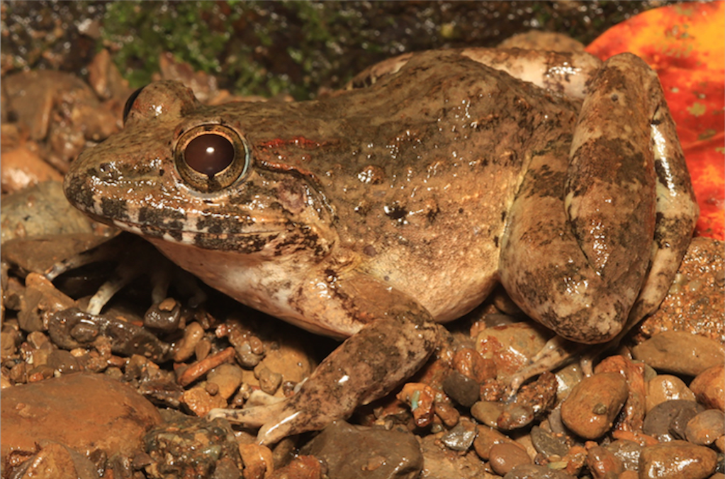 Mindoro fanged frog