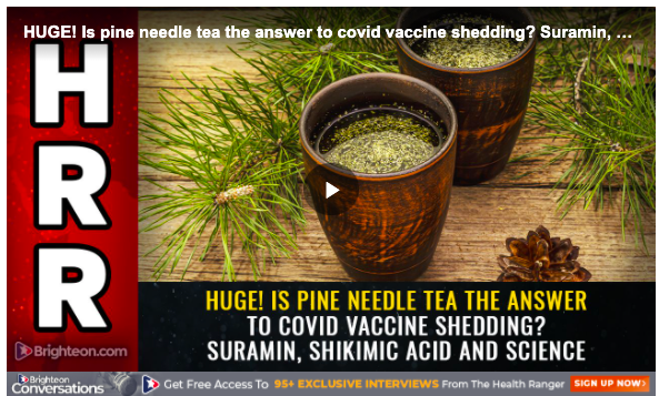 Image shows two cups of pine needle tea and the words