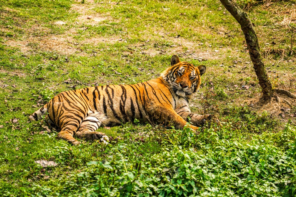 Bengal Tiger is resting in the forest of Bangabandhu Sheikh Mujib Safari Park, in Gazipur. (Photo by Zabed Hasnain Chowdhury/SOPA Images/LightRocket via Getty Images)