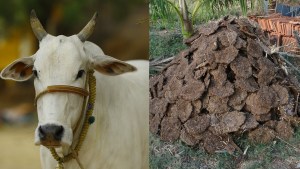 cow dung