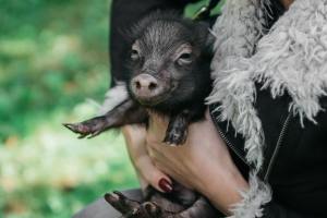 Woman’s Micro-Pig Turned Out to Be a 330-Pound Chonky Beast