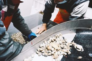 Pesca vongole Adriatico