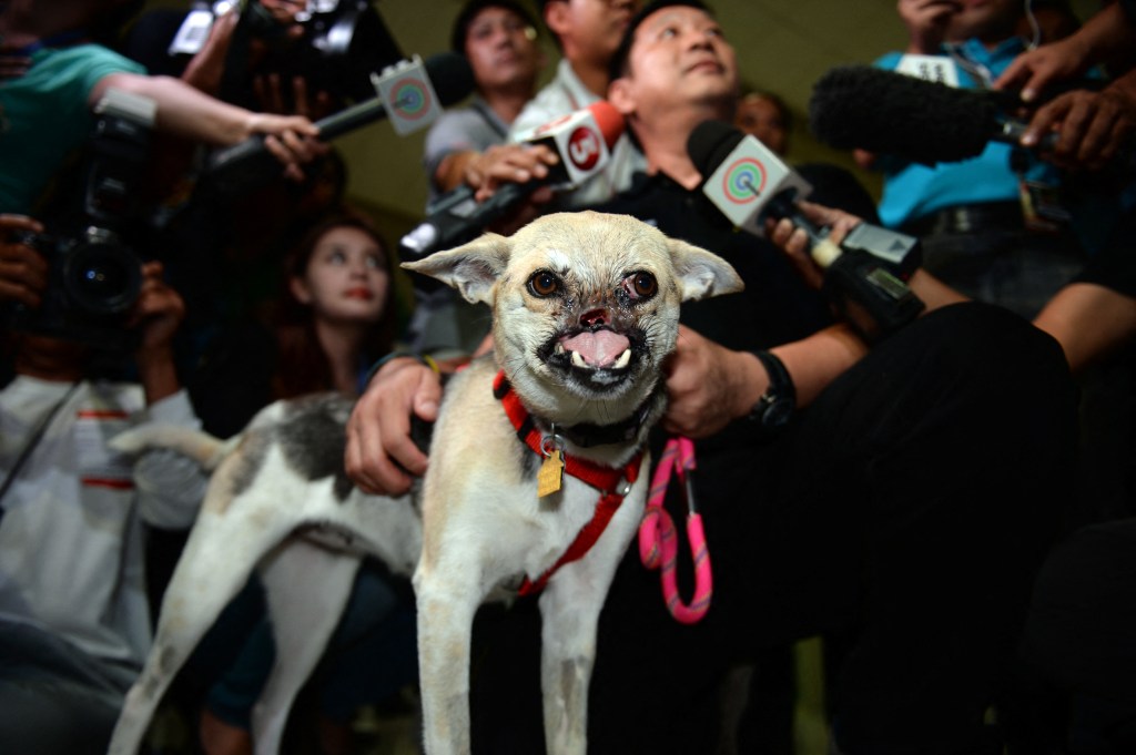 Kabang perro héroe muerte filipinas