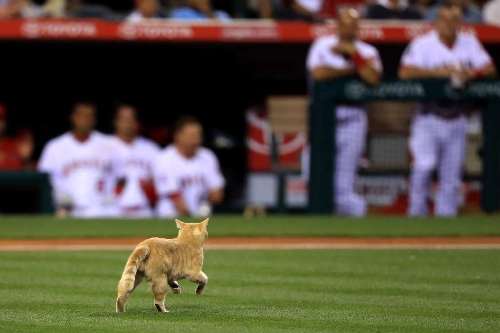 Cat on baseball field.