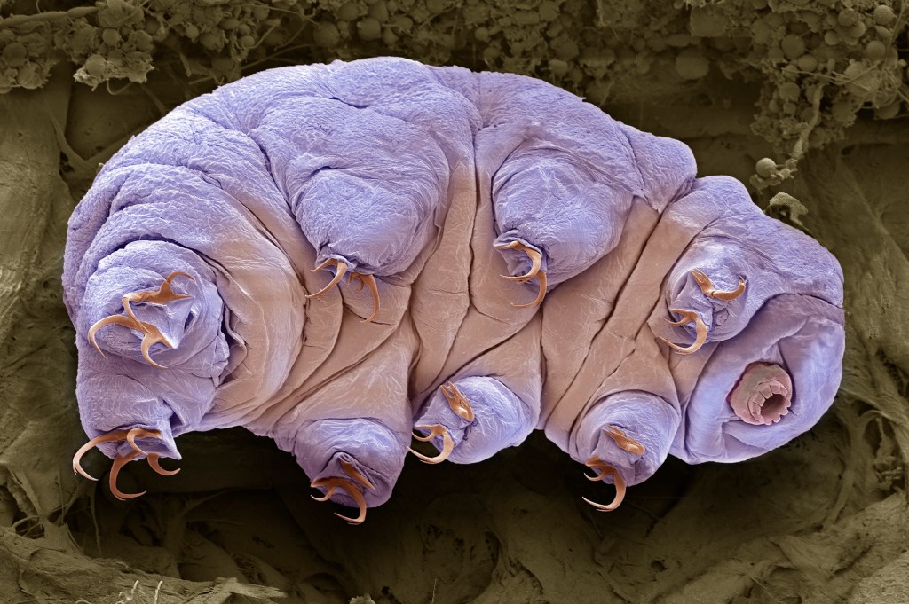 Tardigradi sopravvivere condizioni estreme viaggi nello spazio