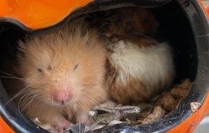 Pandemic Pet-Buying Causes Surge in Abandoned Hamsters in Singapore