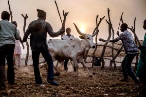 Herders in northeastern Nigeria direct a cow to a market. The climate crisis is forcing herdsmen facing dwindling pastures to move south, and in conflict with Indigenous farmers.