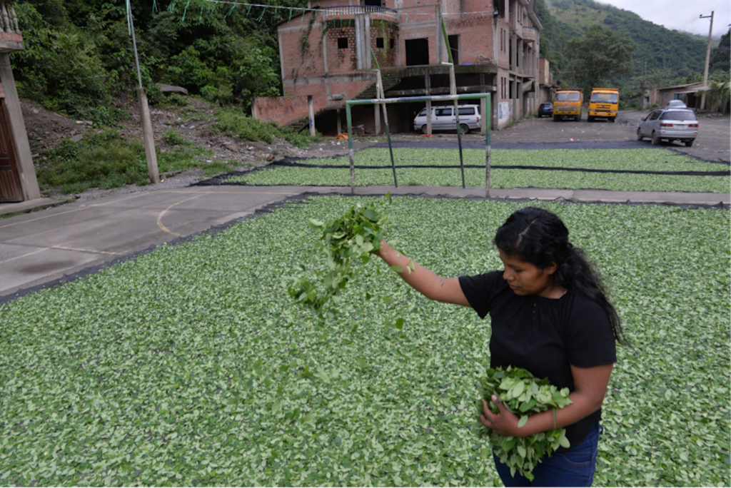 Bolivie Coca