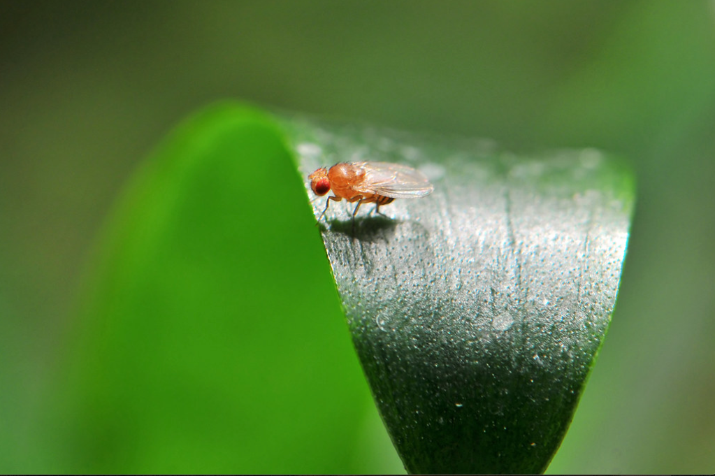 Un experimento con moscas de la fruta revela la inminente amenaza que las altas temperaturas representan en relación a la pérdida de fertilidad de los machos.