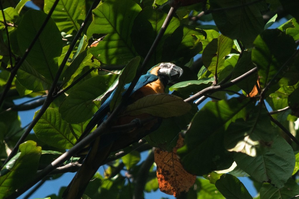 Rio's last free blue-and-yellow macaw, who has been named Julieta by locals, comes to Rio's Bioparuq every morning to visit her caged Romeu.