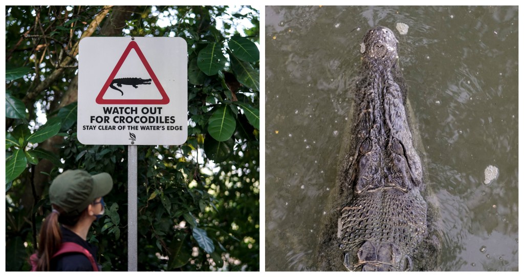 crocodiles in singapore