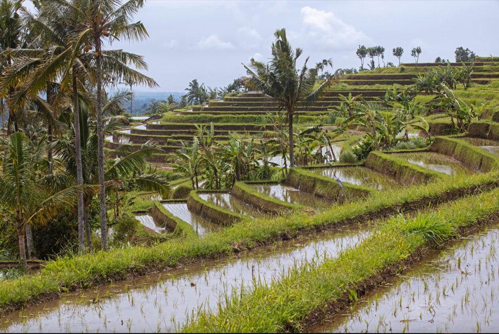 Bali rice paddy